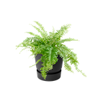 greenville easy hanger single living noir